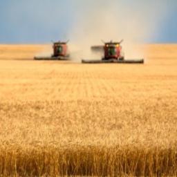 Grain Products