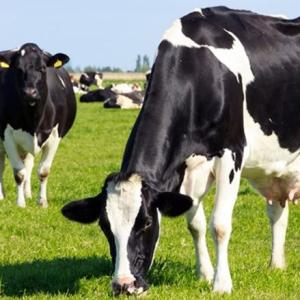 Dairy