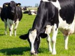Dairy