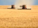Grain Products